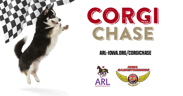 Corgi Chase with ARL of Iowa