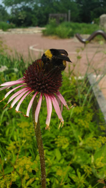 Bee on Flower