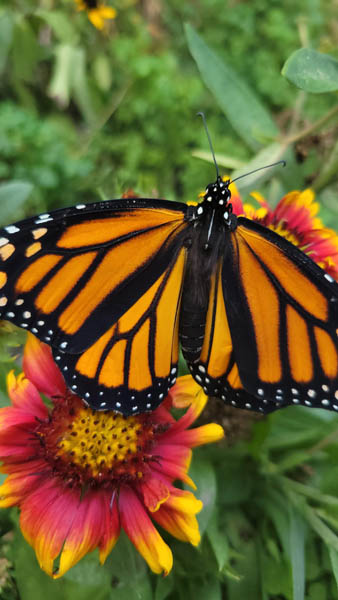 Butterfly on Flower