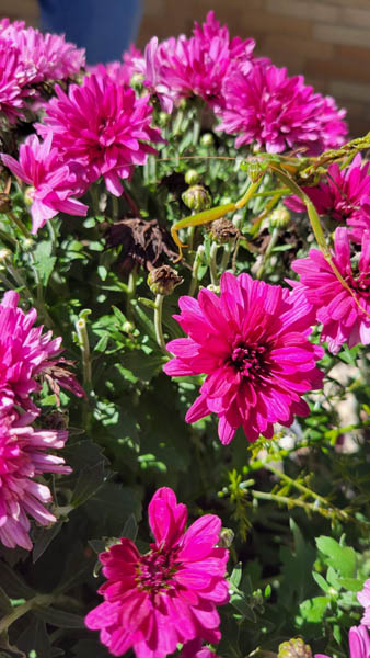 Mantis on Flower