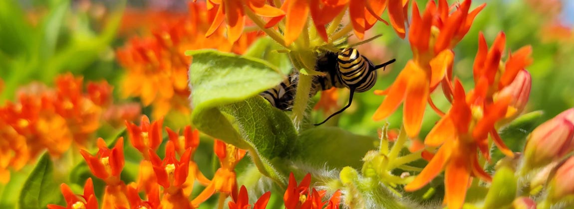 Discover Pollinators in DSM