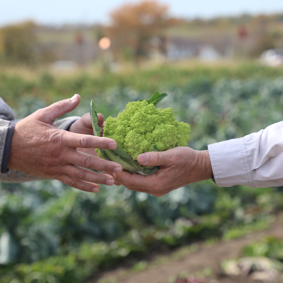 human hands holding a vegetable